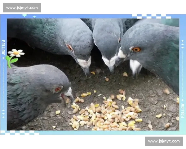 比赛鸽子市场行情解析与价格走势全面指南