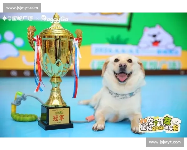 泰迪犬竞技赛精彩纷呈 引领宠物犬赛事新风潮