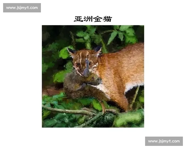 猫咪比赛大揭秘：这些有趣的猫科竞技活动你一定没见过